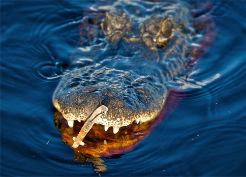Watch out for crocodiles - photo by Pat Ford ©  SW